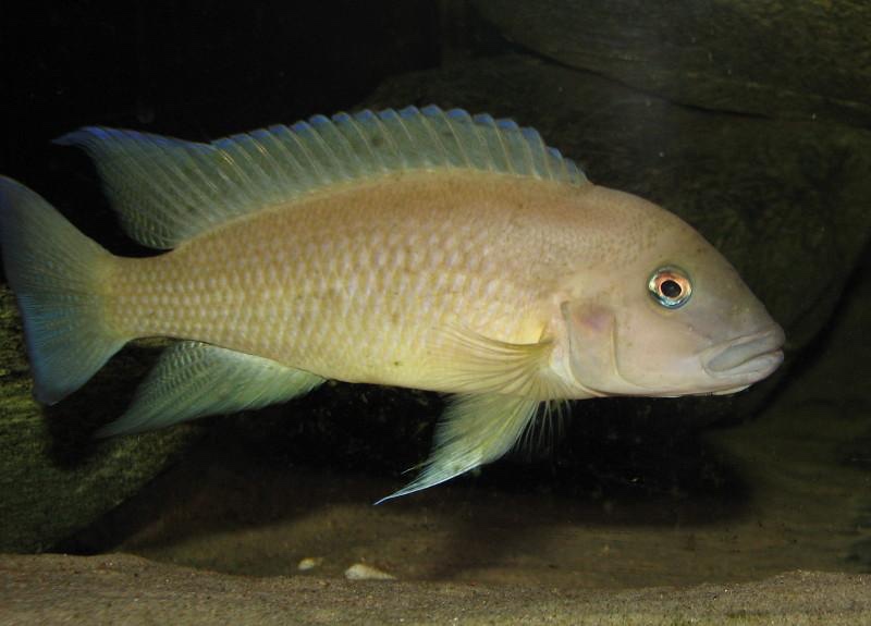 Neolamprologus cf. petricola 'Congo North' Bilila (Kavala) Island